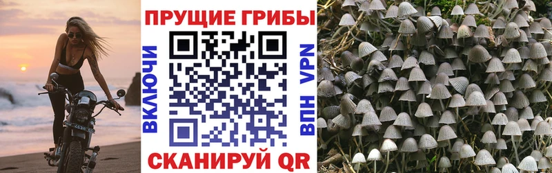 Псилоцибиновые грибы мицелий Котельнич